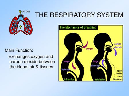 THE RESPIRATORY SYSTEM