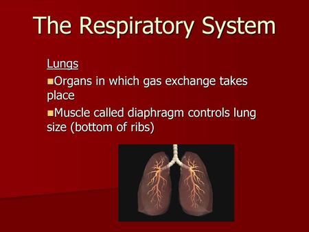 The Respiratory System