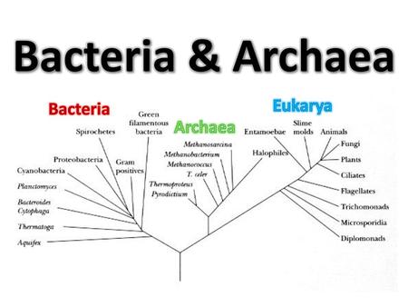 Bacteria & Archaea Eukarya Bacteria Archaea.