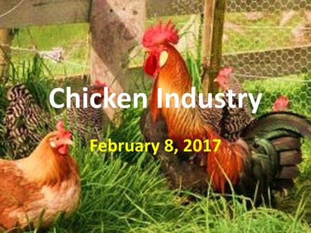 Chicken Industry February 8, 2017.