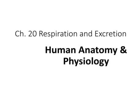 Ch. 20 Respiration and Excretion