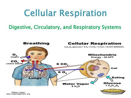 Digestive, Circulatory, and Respiratory Systems