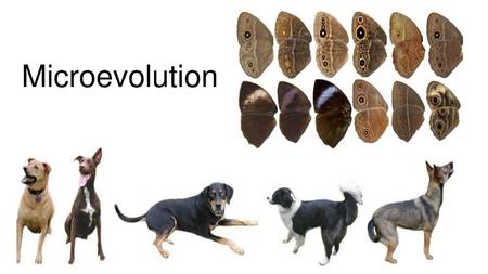 Microevolution.