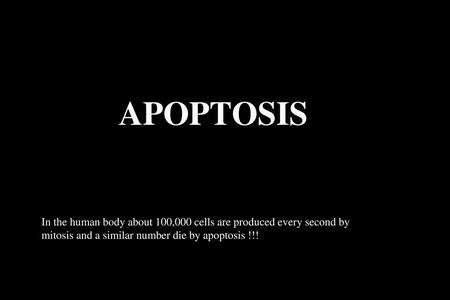 APOPTOSIS In the human body about 100,000 cells are produced every second by mitosis and a similar number die by apoptosis !!!