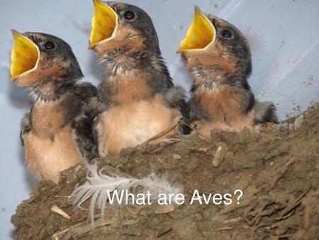 What are Aves?.