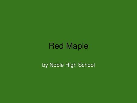 Red Maple by Noble High School.