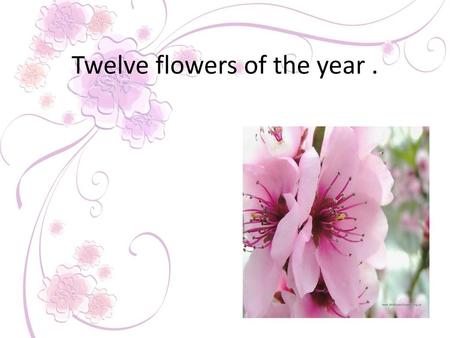 Twelve flowers of the year .