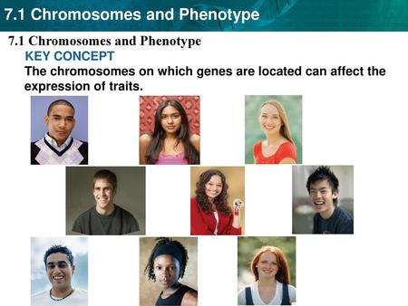 7.1 Chromosomes and Phenotype