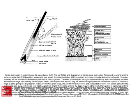 Keratin expression in epidermis and its appendages