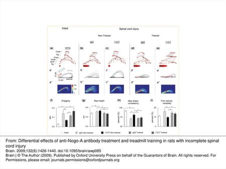 Figure 1 Kinematic analysis of hindlimb movements assessed during bipedal stepping. Representative stick diagrams of hindlimb movements during the swing.