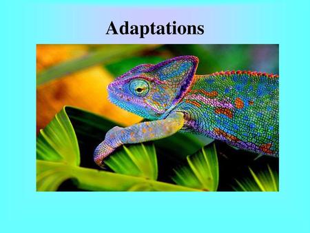 Adaptations.