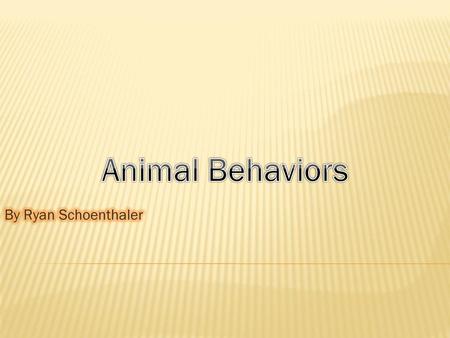 Animal Behaviors By Ryan Schoenthaler.