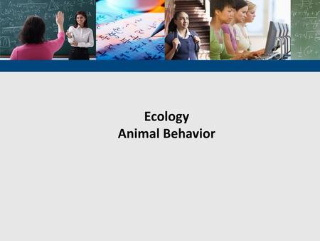 Ecology Animal Behavior