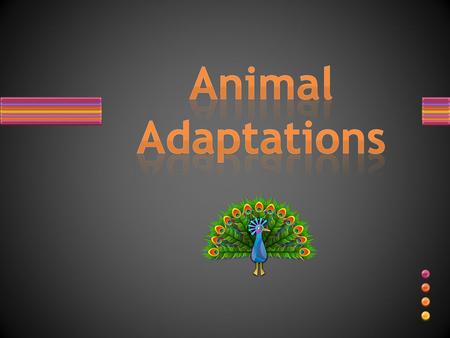 Animal Adaptations.