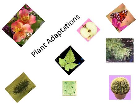 Plant Adaptations.