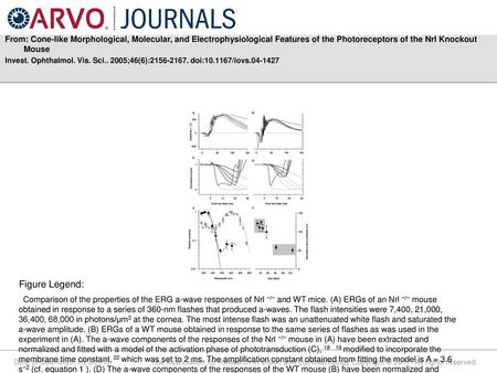 From: Cone-like Morphological, Molecular, and Electrophysiological Features of the Photoreceptors of the Nrl Knockout Mouse Invest. Ophthalmol. Vis. Sci..