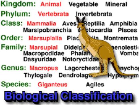 What are biological species?