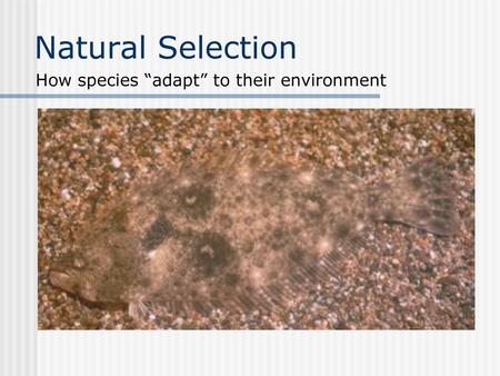 Natural Selection How species “adapt” to their environment.