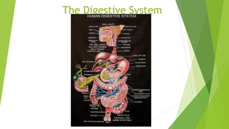 The Digestive System.