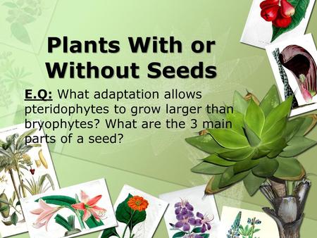 Plants With or Without Seeds