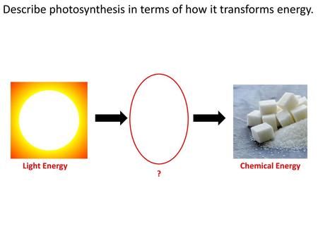 Describe photosynthesis in terms of how it transforms energy.