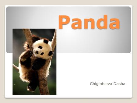 Panda Chigintseva Dasha.