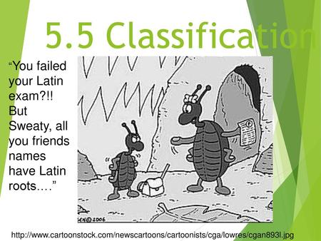 5.5 Classification “You failed your Latin exam?!! But Sweaty, all you friends names have Latin roots….” http://www.cartoonstock.com/newscartoons/cartoonists/cga/lowres/cgan893l.jpg.