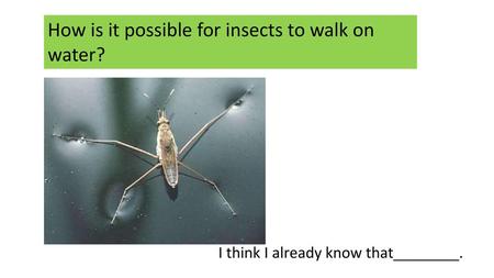 How is it possible for insects to walk on water?