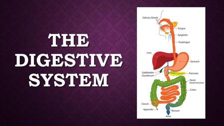 The Digestive System.