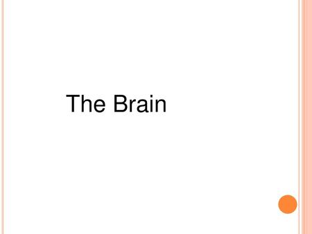 The Brain.