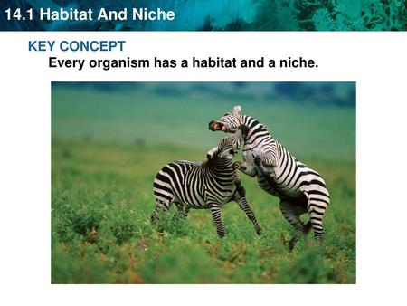 KEY CONCEPT  Every organism has a habitat and a niche.