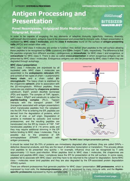 Antigen Processing and Presentation