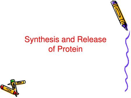 Synthesis and Release of Protein