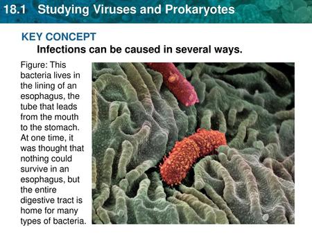 KEY CONCEPT Infections can be caused in several ways.