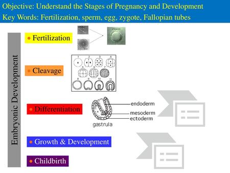 Embryonic Development