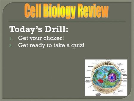 Today’s Drill: Cell Biology Review Get your clicker!