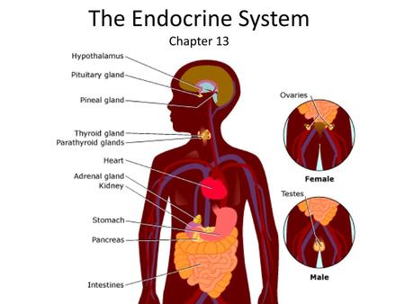 The Endocrine System Chapter 13