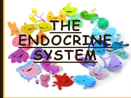 THE ENDOCRINE SYSTEM.