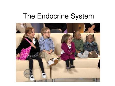 The Endocrine System.