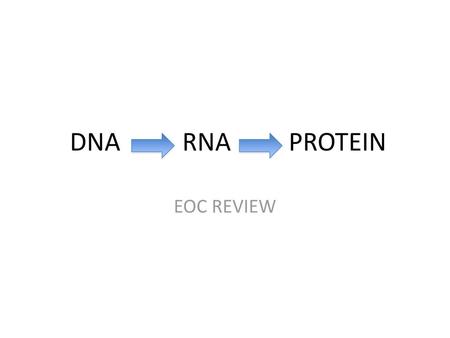 DNA 			 RNA			PROTEIN EOC REVIEW.