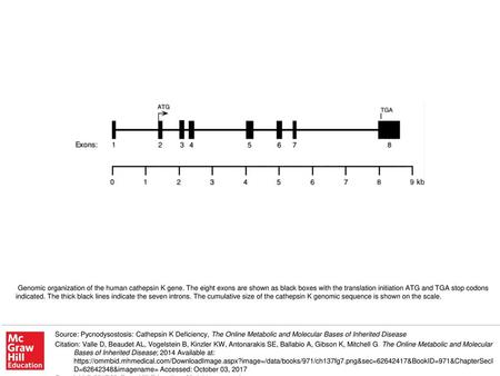 Genomic organization of the human cathepsin K gene