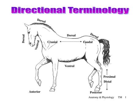 Directional Terminology