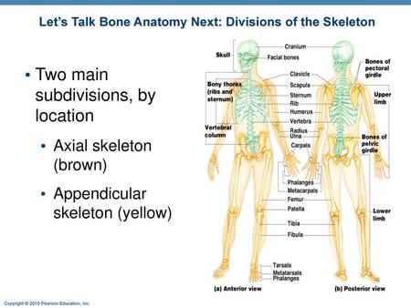 Let’s Talk Bone Anatomy Next: Divisions of the Skeleton