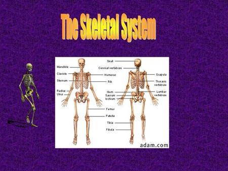 The Skeletal System.