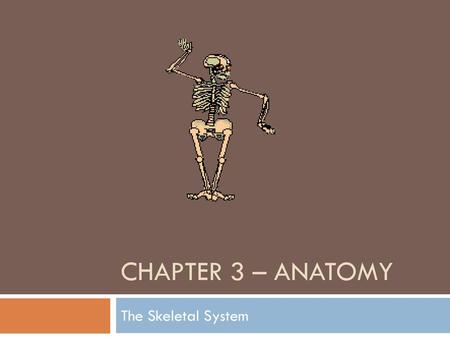 Chapter 3 – Anatomy The Skeletal System.