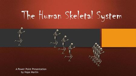 The Human Skeletal System