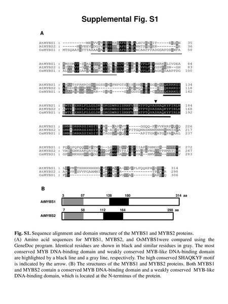 Supplemental Fig. S1 A B AtMYBS1 3 57 128 180 314  aa AtMYBS2 7 58 112