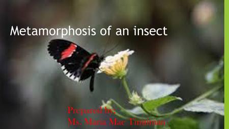 Metamorphosis of an insect Prepared by; Ms. Maria Mae Timtiman.