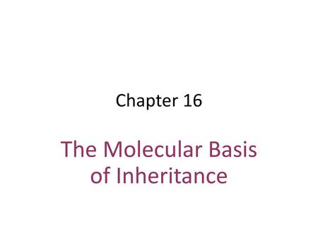 The Molecular Basis of Inheritance