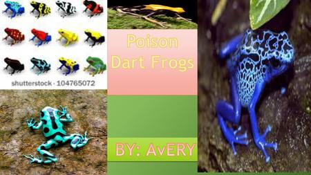 Poison Dart Frogs BY: AvERY.